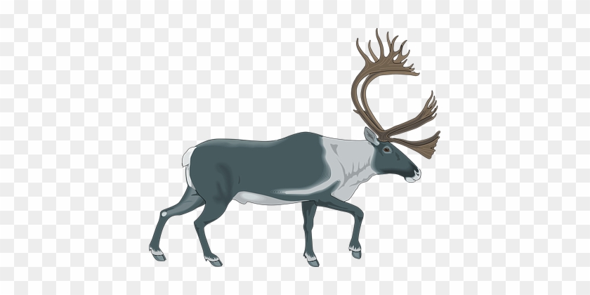 Reindeer Gray White Color Walking Moose An - Caribou Clipart #342193