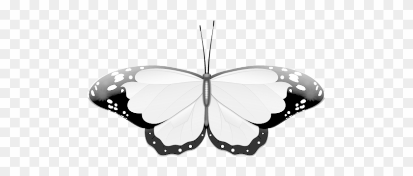 Black & White Butterfly Clip Art - Black And White Photos Of Butterfly #342371