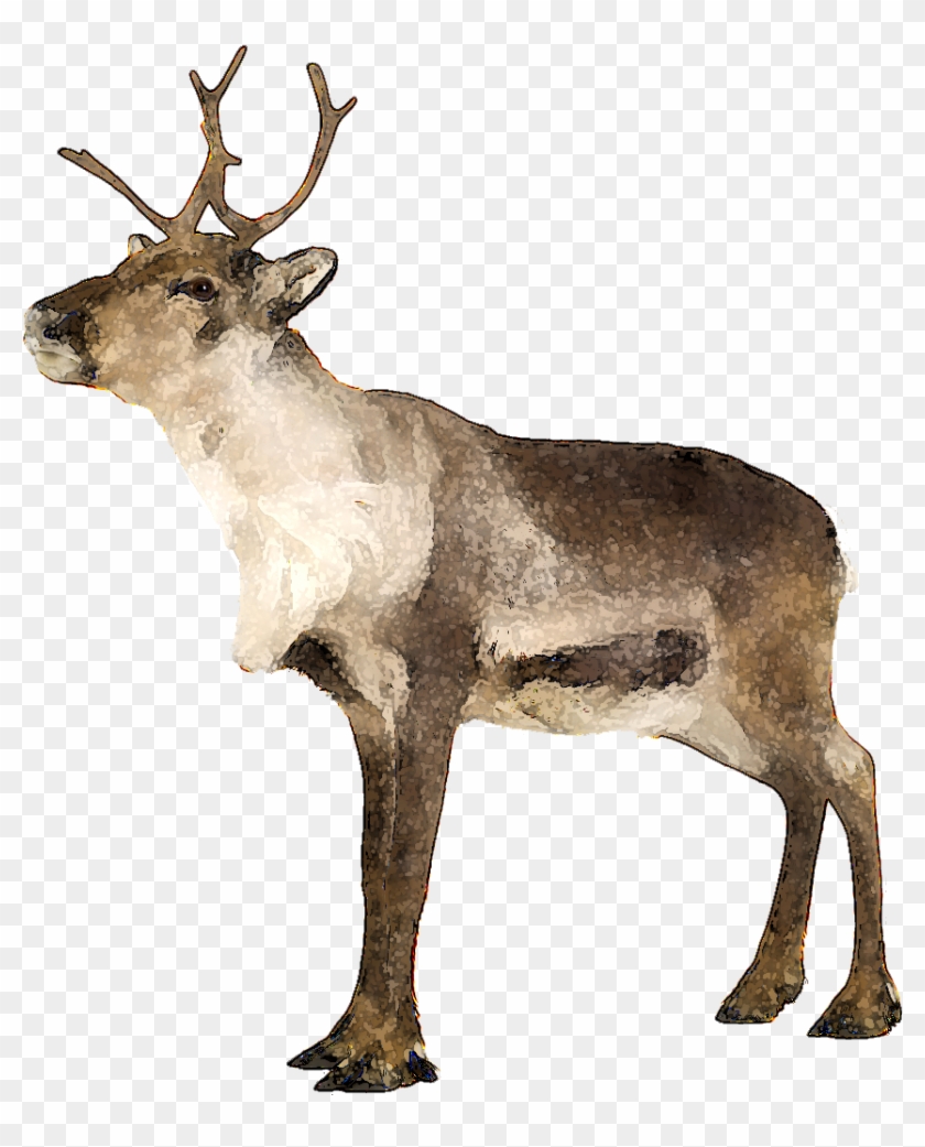 Clipart Info - Caribou Transparent Png #342408