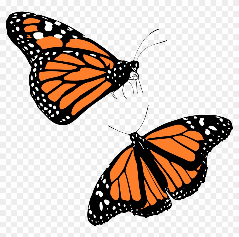 Clip Art Details - Monarch Clipart #342460