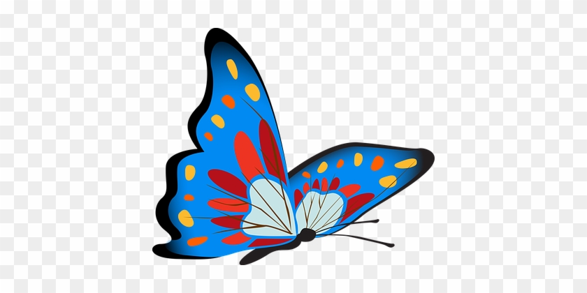 Butterfly, Colorful, Blue, Insect - Butterfly Colorful #342530