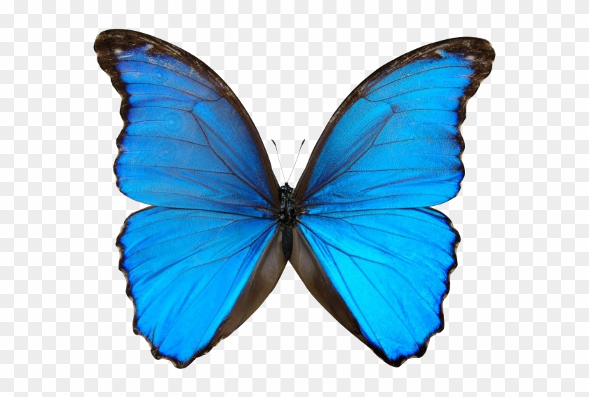 Blue Butterfly Pictures - Pre Order On Itunes #342531