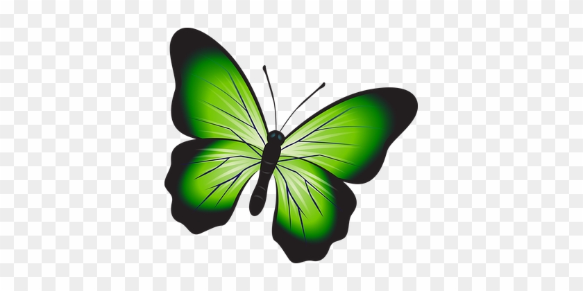 Butterfly, Colorful, Green, Insect - Gambar Kupu Kupu Warna Hijau #342595