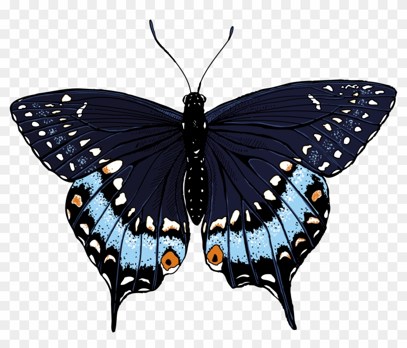 Black Swallowtail Butterfly Clipart - Butterflies Illustrations #342667