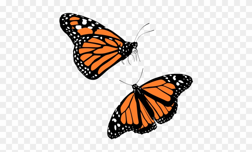 Free Clip Art - Monarch Butterfly Monarch Clipart #342738