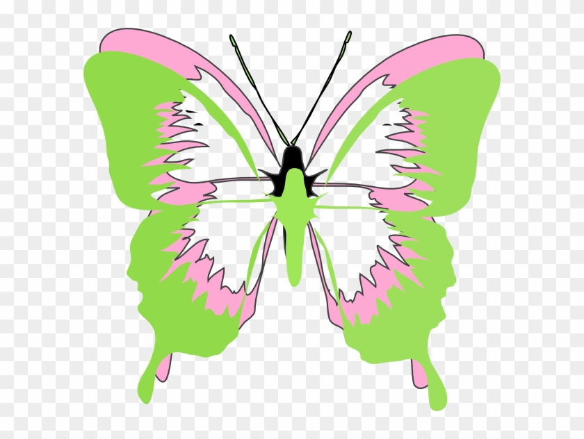 Pink And Green Butterfly #342743