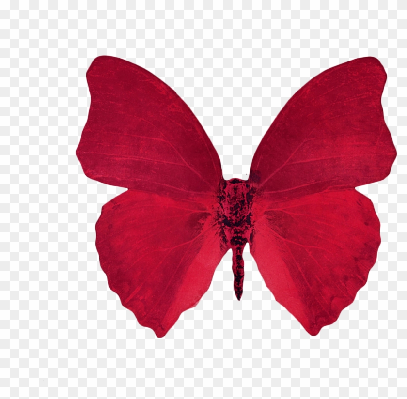 Butterfly Clipart Transparent Background - Red Aesthetic Transparent Background #342959