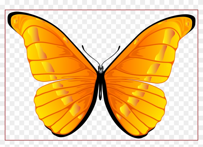 0, - Orange Butterfly Clip Art #343014