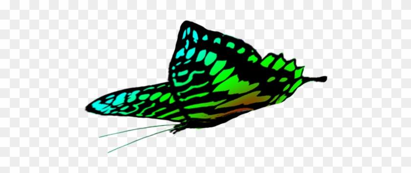 Free Butterflies Drawings, Green Butterfly Wings - Brush-footed Butterfly #343028