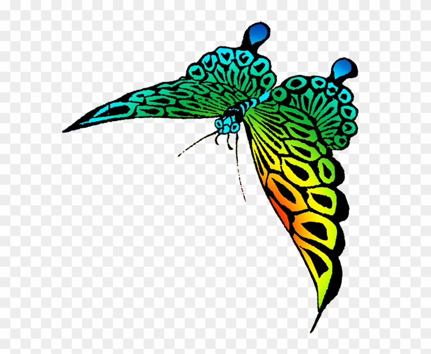 Colorful Beautiful Butterfly Images - Colorful Beautiful Butterfly Images #343059