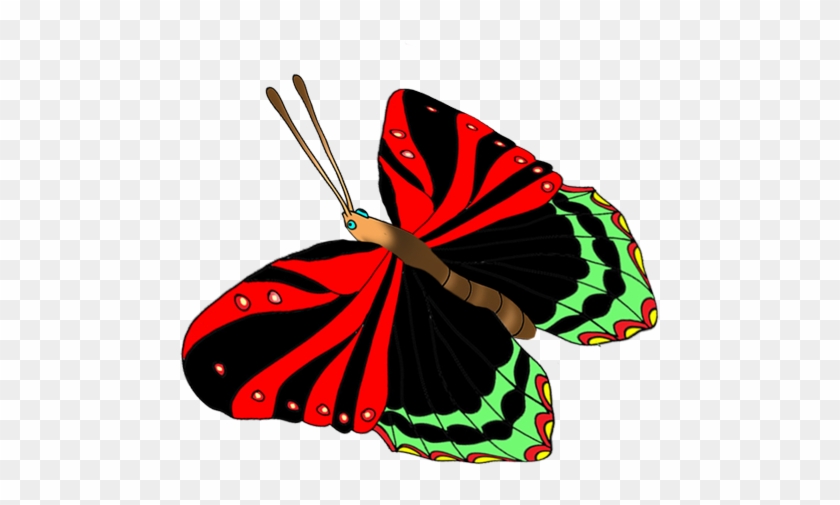 Colorful Butterflies Image - Butterfly #343122