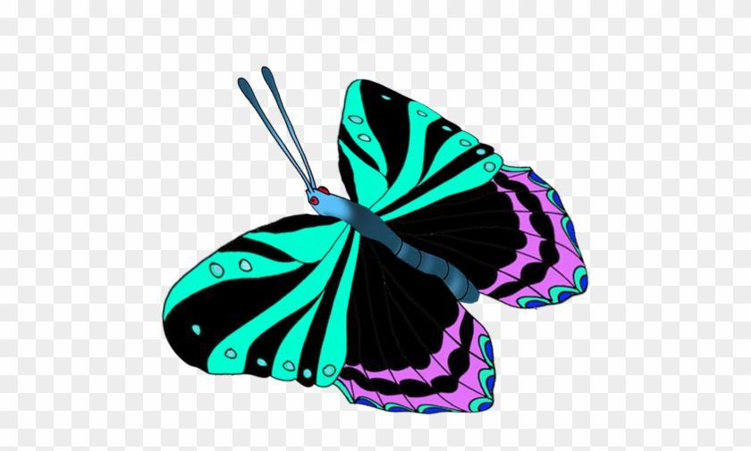 Colorful Butterflies Image - Brush-footed Butterfly #343123