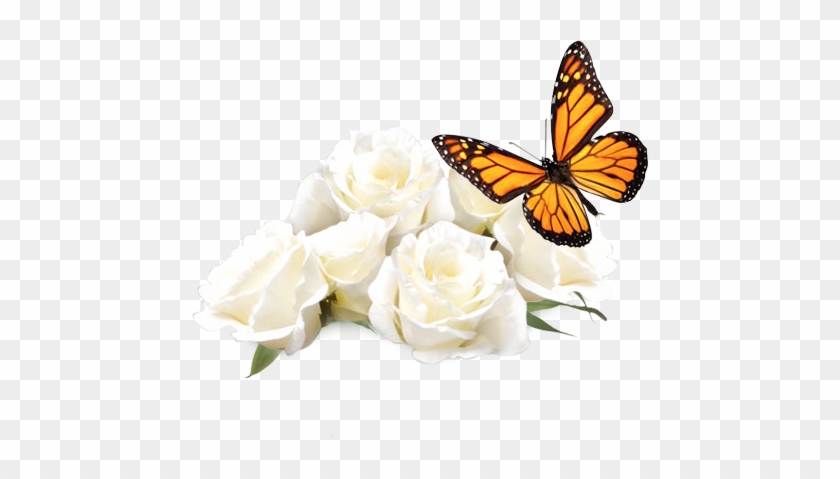 Monarch Butterfly Clipart Funeral - Monarch Butterfly #343260