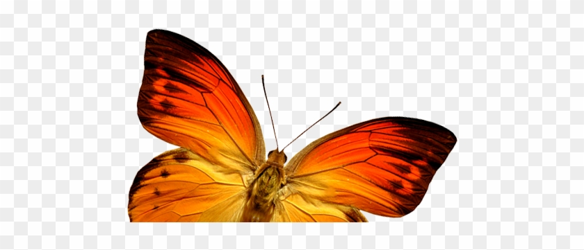 Orange Butterfly Png Image, Butterflies Free Download - Year 2018 Greetings Butterfly #343439