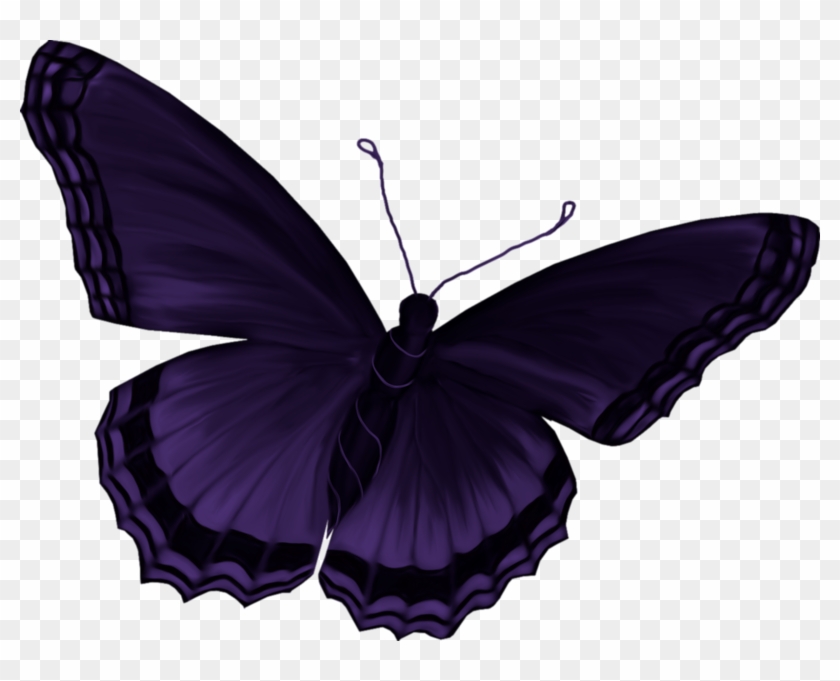 Butterfly - .net #343589