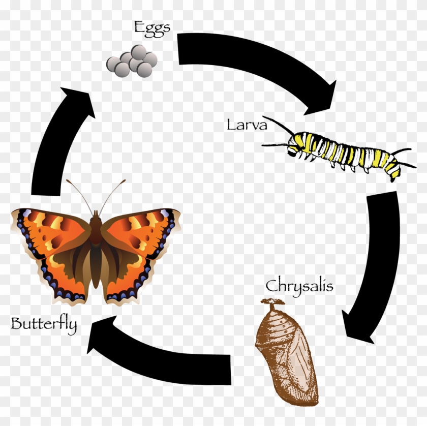 Final Design For Butterfly Lifecycle - Butterfly Necklace Circle Charm #343739