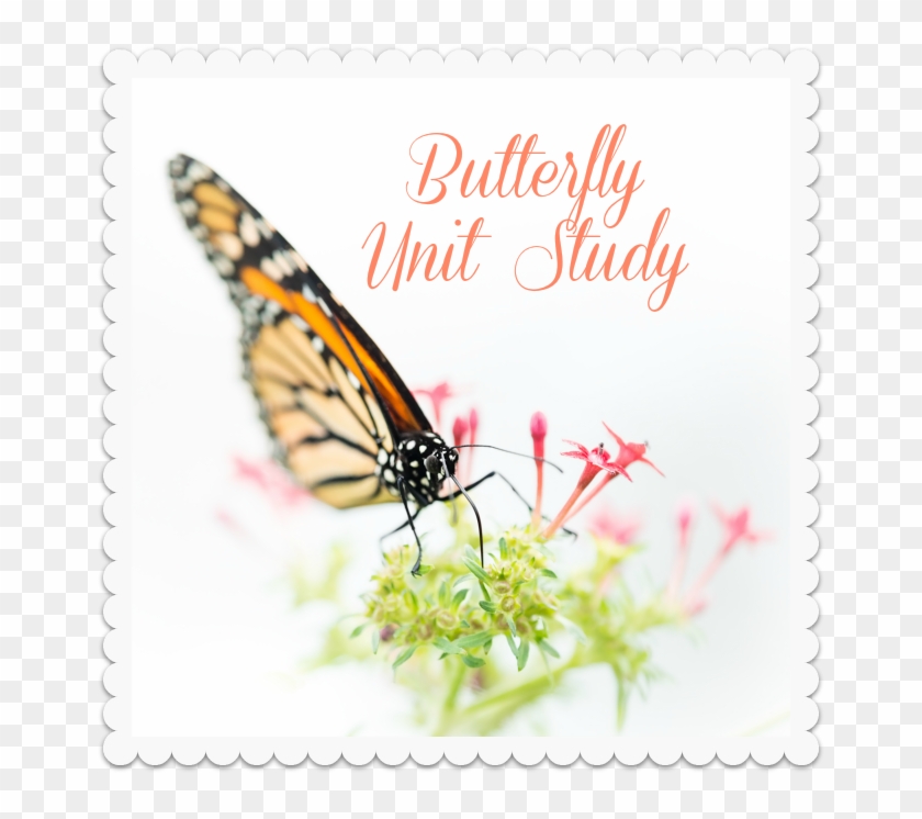 Butterfly Unit Study - Felicitas By Regina Felicitas Fieberg 9783864686474 #343799