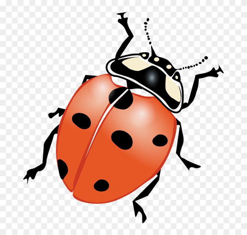 Ladybug Cartoon Images 28, - Bug Clip Art #344889