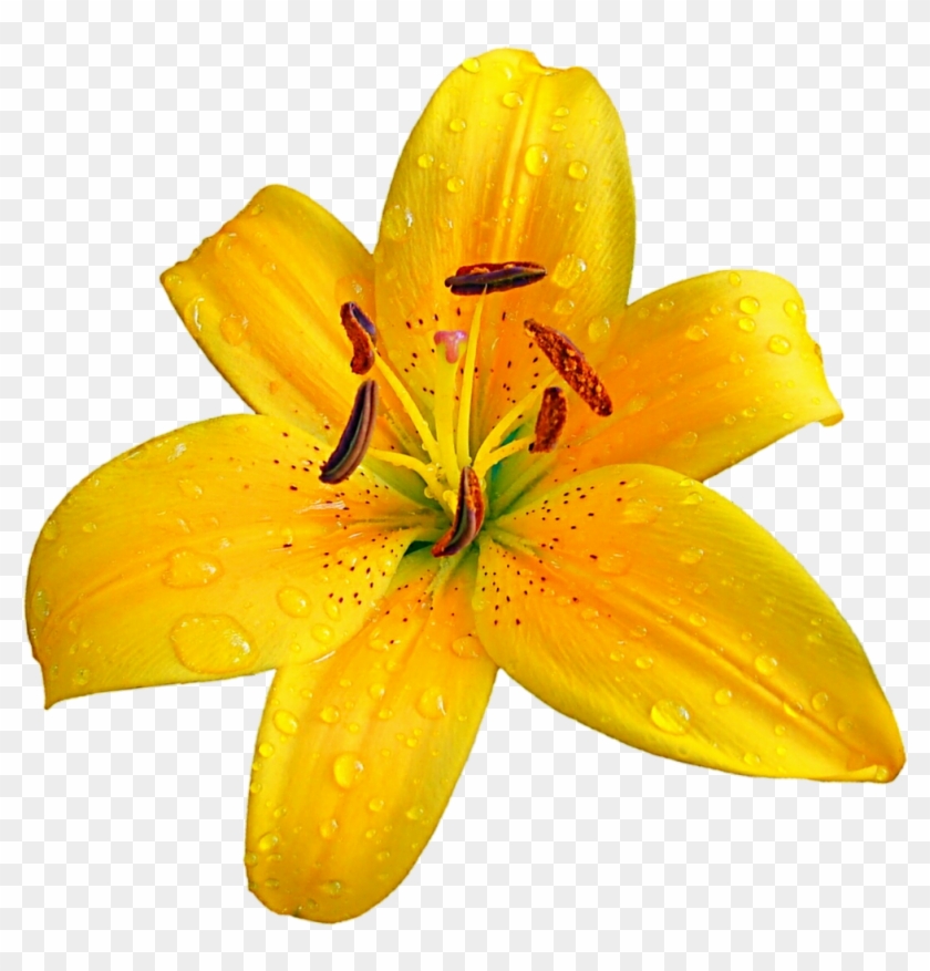 Lilium Bulbiferum Easter Lily Flower Clip Art - Lilium Bulbiferum Easter Lily Flower Clip Art #345160