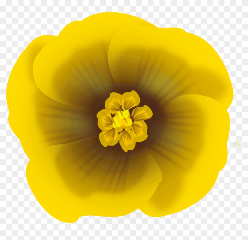 Flower Yellow - Large-flowered Evening Primrose #345162