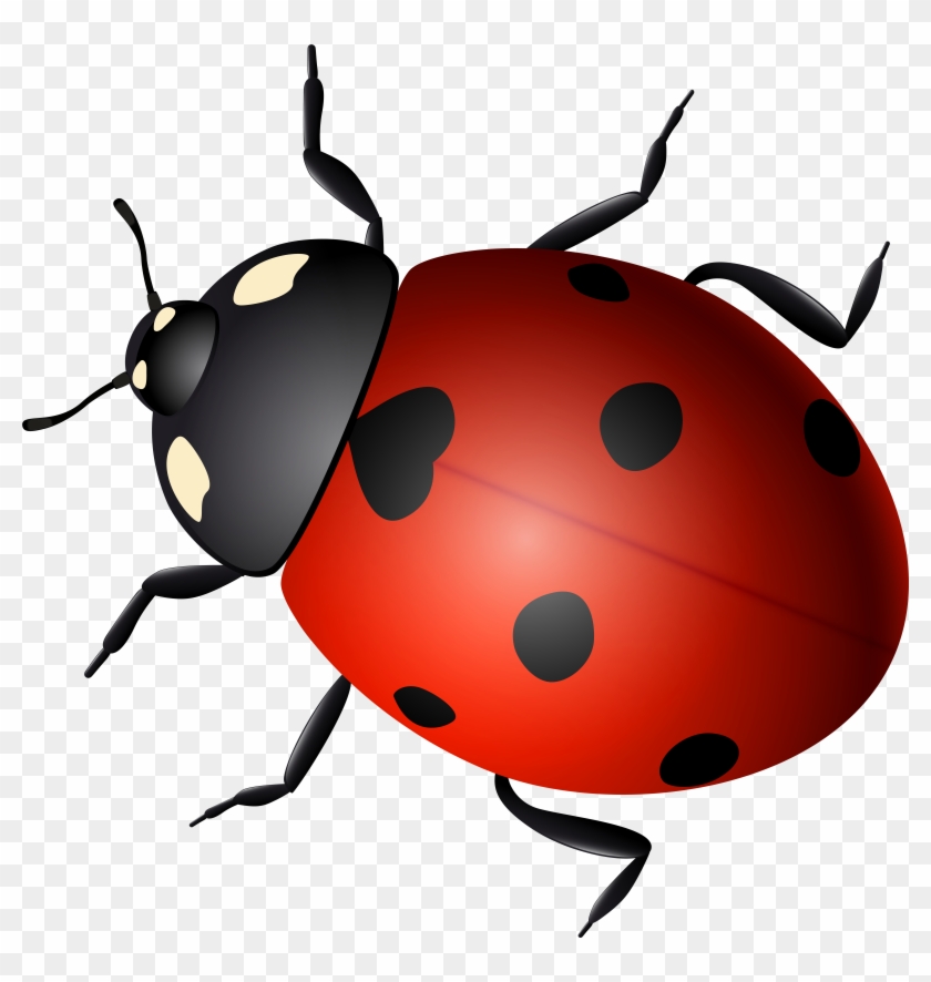 Ladybird Beetle Clip Art - Ladybird Beetle Clip Art #345347