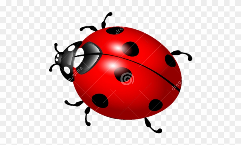 Lady Bug - Божья Коровка Нарисованная #345586