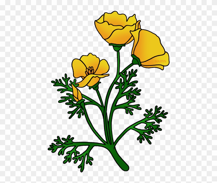 California State Flower - California Poppy Clipart #345612