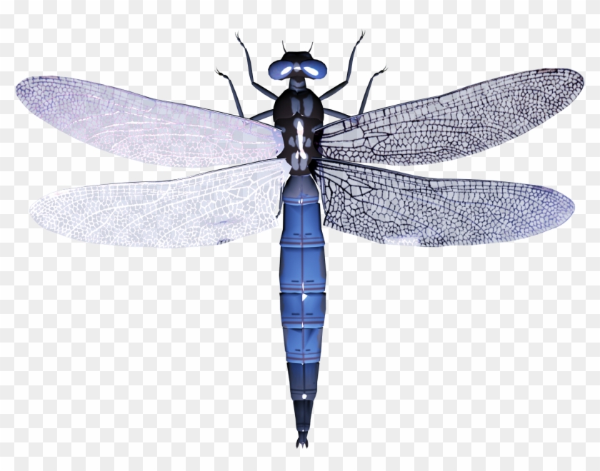 Dragonfly Png - Стрекоза Пнг #346056