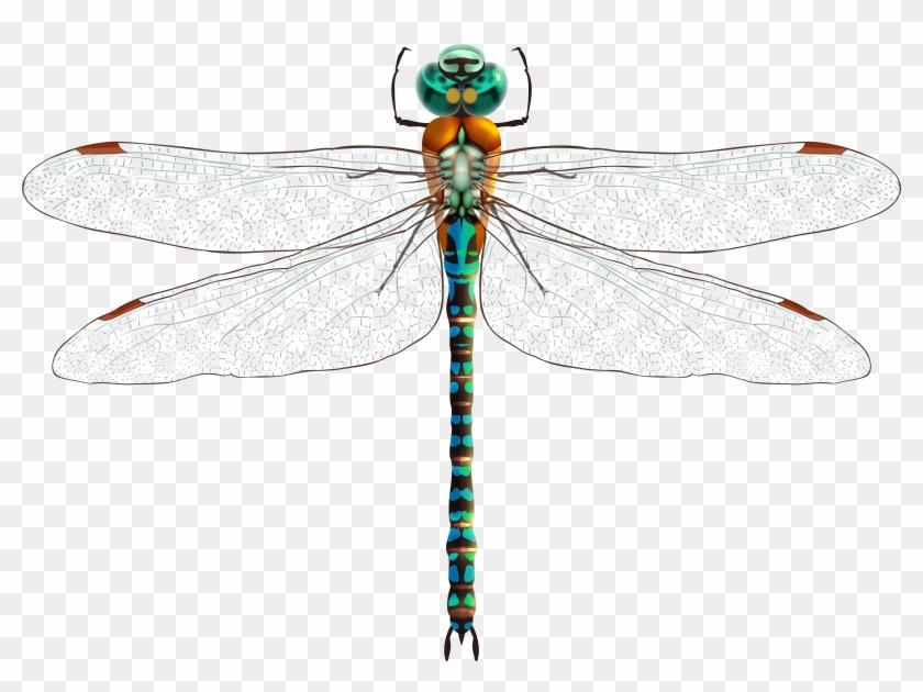 Dragonfly Clipart Realistic - Dragonfly Png #346074