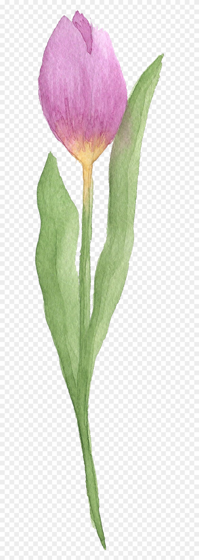 Tulip Watercolor Painting Flower - Tulip Watercolor Painting Flower #347074