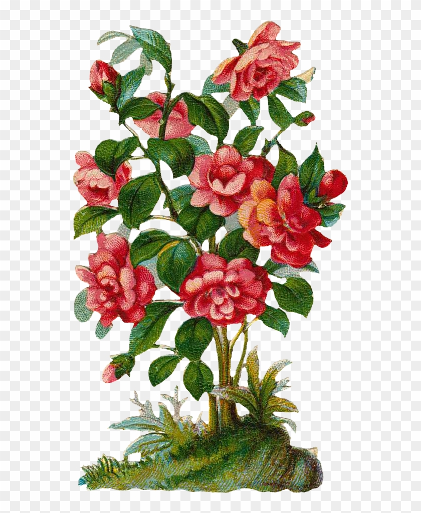 Rose Shrub Plant Clip Art - Rose Shrub Plant Clip Art #347189