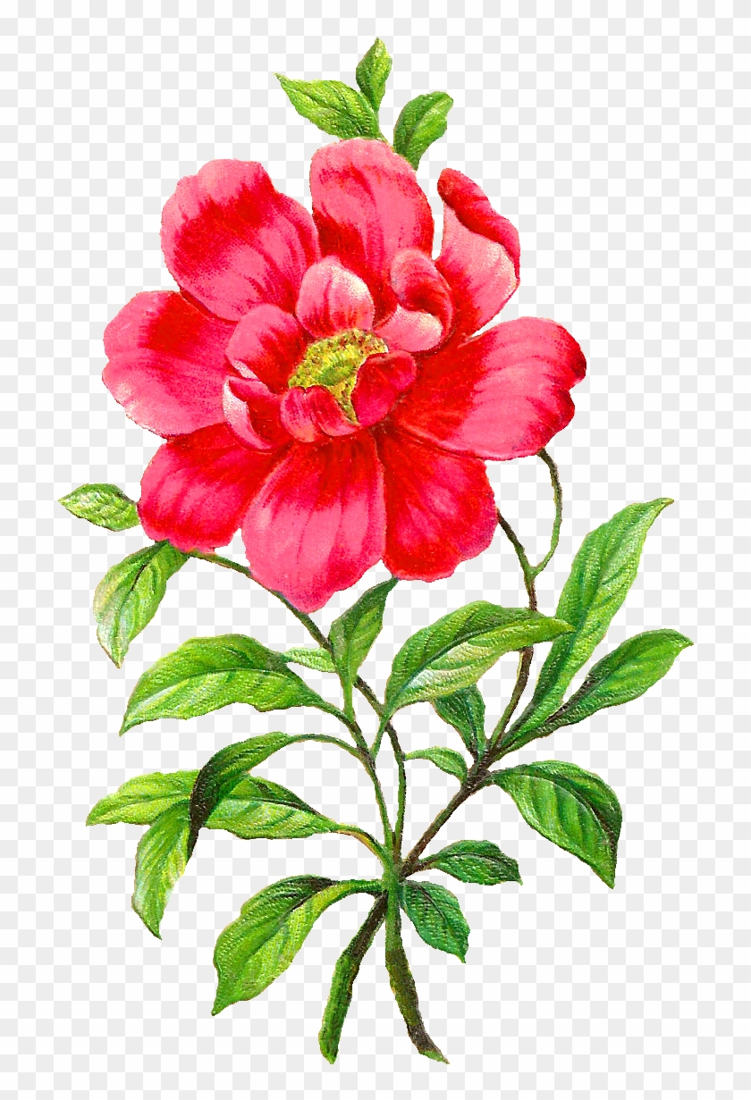 Camellia Flower Botanical Artwork Image Illustration - Flower Botanical Png #347121