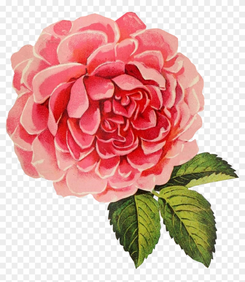 Vintage Cabbage Rose Graphic - Vintage Rose Transparent Background #347131