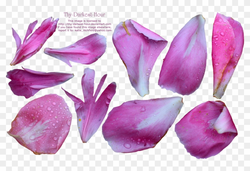 Single Flower Petal Texture Download Single Flower - Peony Petals Png #347228