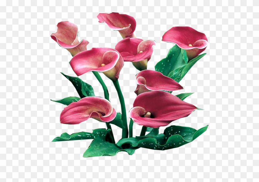 Wip By Maximko Pink Persuasion Calla Lilies By Lilipilyspirit - Calla Lilies Png #347452