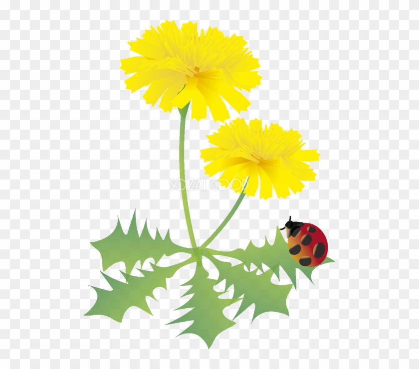 たんぽぽの花とてんとう虫の無料イラスト 春3~5月63537 - 春の 花 イラスト 無料 #347482