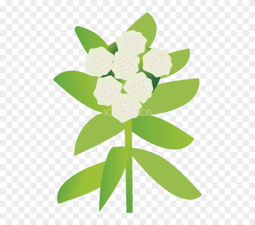 蕗 の花無料イラスト 冬 春2月 3月63713 Illustration Free Transparent Png Clipart Images Download