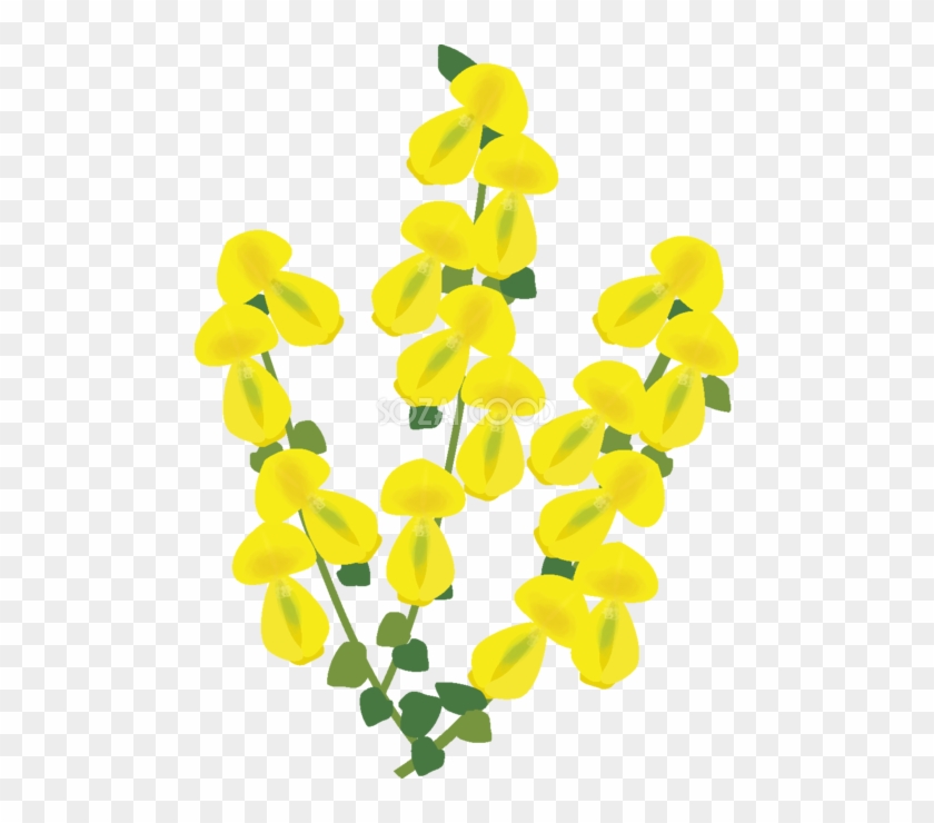 金雀枝 花の無料イラスト 春 4月 5月 Scotch Broom Free Transparent Png Clipart Images Download