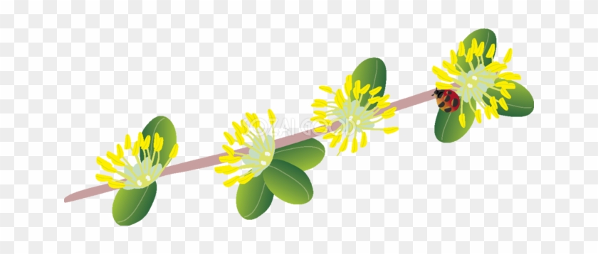 黄楊 の花とてんとう虫の無料イラスト 春3~4月63578 - Buxus Microphylla #347549