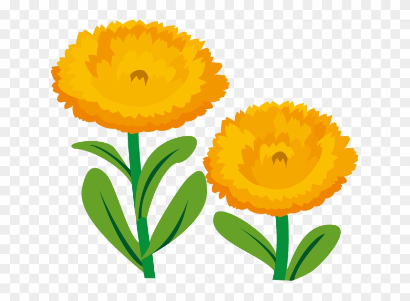 春の花1 15 キンセンカイラスト - English Marigold #347591