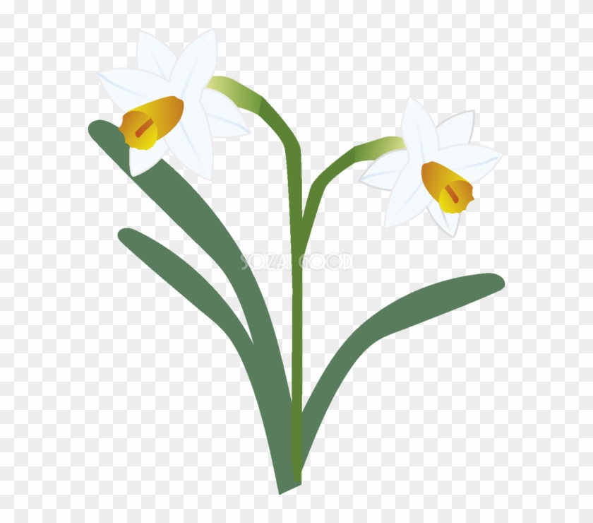 水仙 の花無料イラスト 冬12 4月 Narcissus Free Transparent Png Clipart Images Download