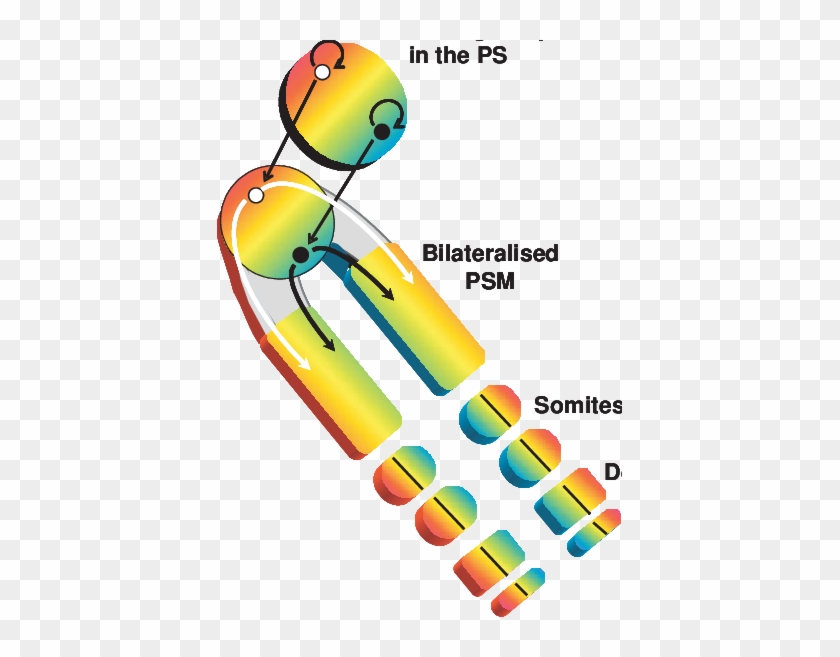 Stem Cell Like Cells Resident In Hensen's Node - Stem Cell Like Cells Resident In Hensen's Node #347741