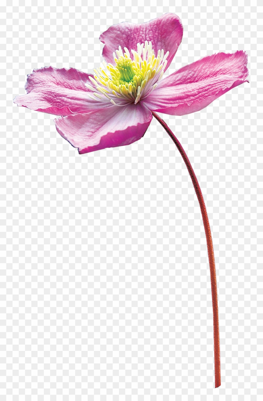 Drawing Flower Watercolor Painting - Drawing Flower Watercolor Painting #348064