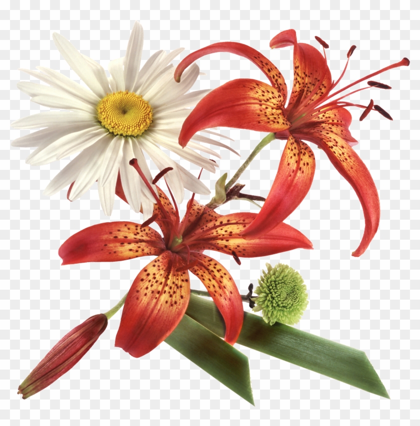 Flower Clip Art - Flower Clip Art #348850