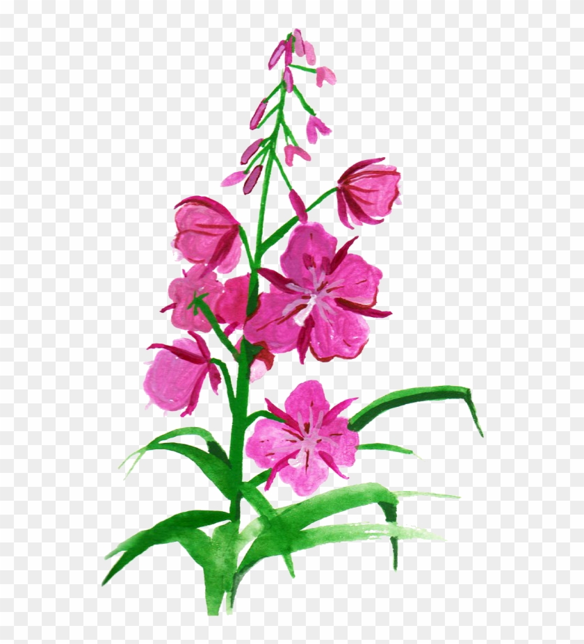 Botanical Illustration Flower Drawing Clip Art - Fireweed Painting #348815