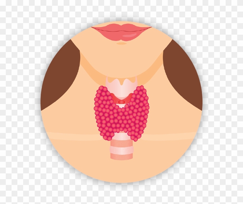 Thyroid - Thyroid Png #348864
