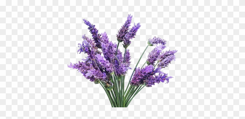 A Bunch Of Lavender Flowers On A White Background - Lavender Flower Transparent Background #348983