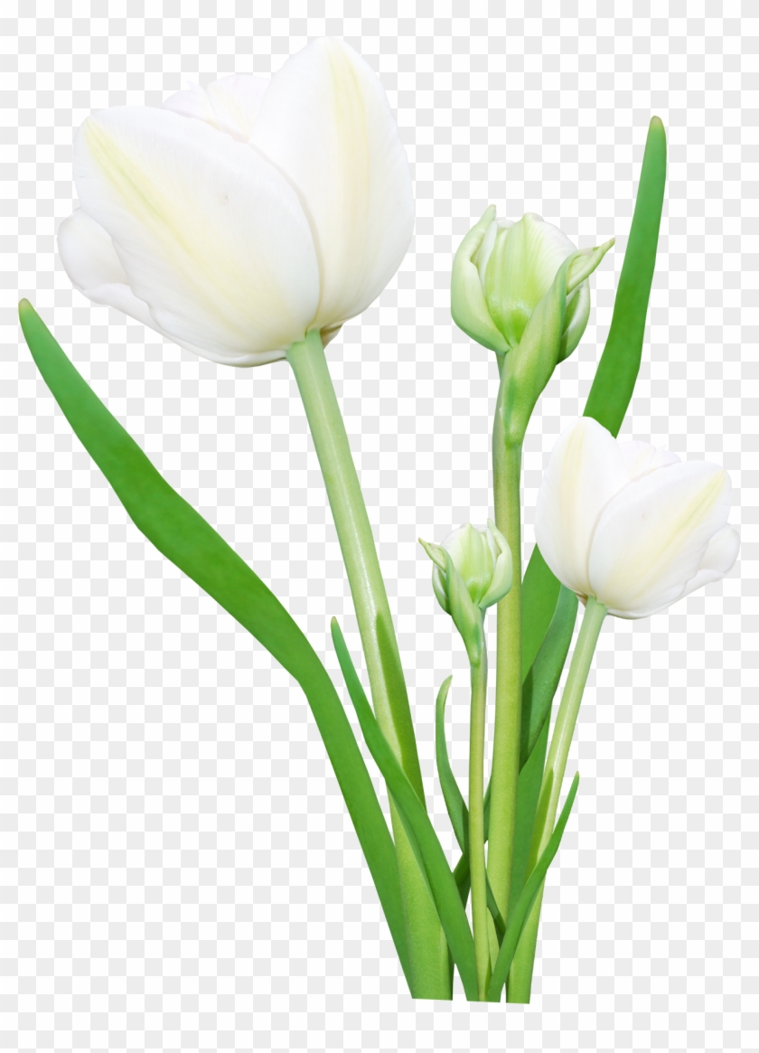 Белые Тюльпаны Пнг #348984