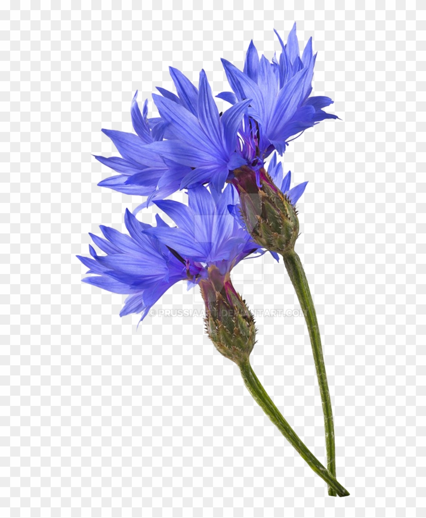 Gallery Of Flower Cornflower On A Transparent Background - Plant Art Transparent Background #348992