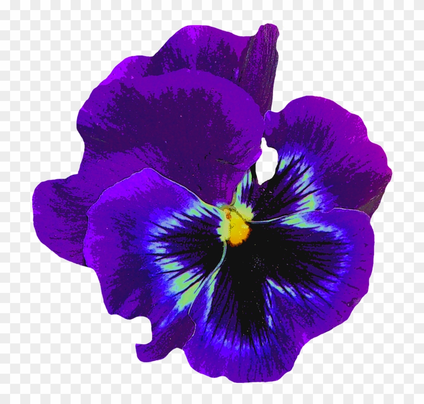 Pansy, Blue, Spring, Blossom, Bloom, Flower, Violaceae - Violet Flower #349013